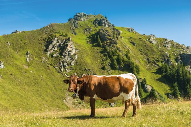 Almen und Bergwelt im Gasteinertal